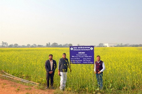 Turning rice-fallow into gold: Rapeseed-mustard cultivation may be a game-changer for Chhattisgarh agriculture