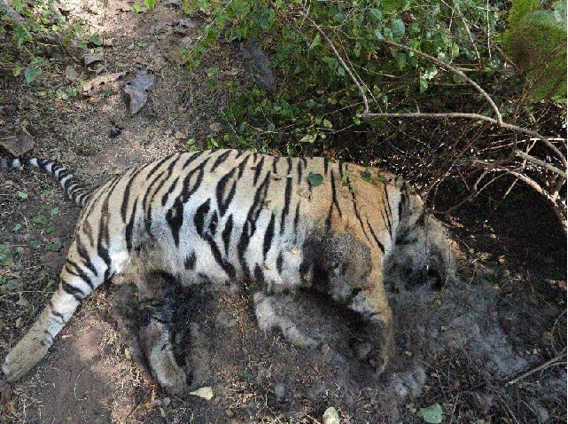 Tiger found dead