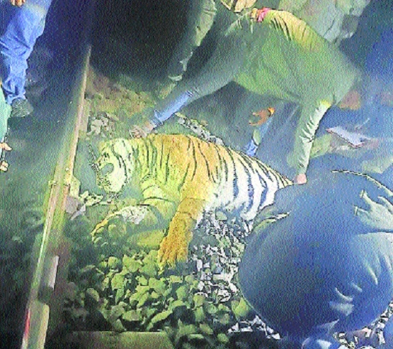 Elusive Butibori sub-adult tiger 