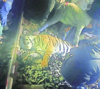 Elusive Butibori sub-adult tiger found dead on railway tracks