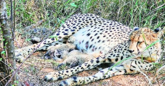 India’s cheetah population rises to 38