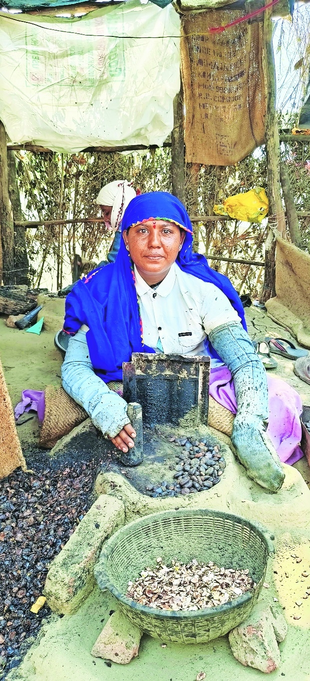 a women in Patur tehsil works on breaking biba nuts