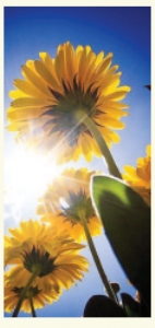 Expressions There’s sunshine on my flowers