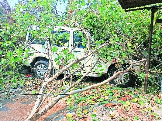 Gusty winds caused uprooting of trees in many areas of Nagpur 