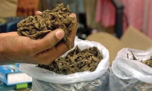 Rs 2.53 cr ganja seized near Mouda, one held