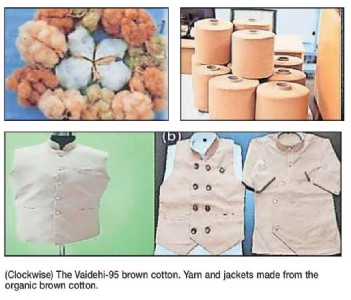Organic green, brown cotton variety revived in Ngp distt