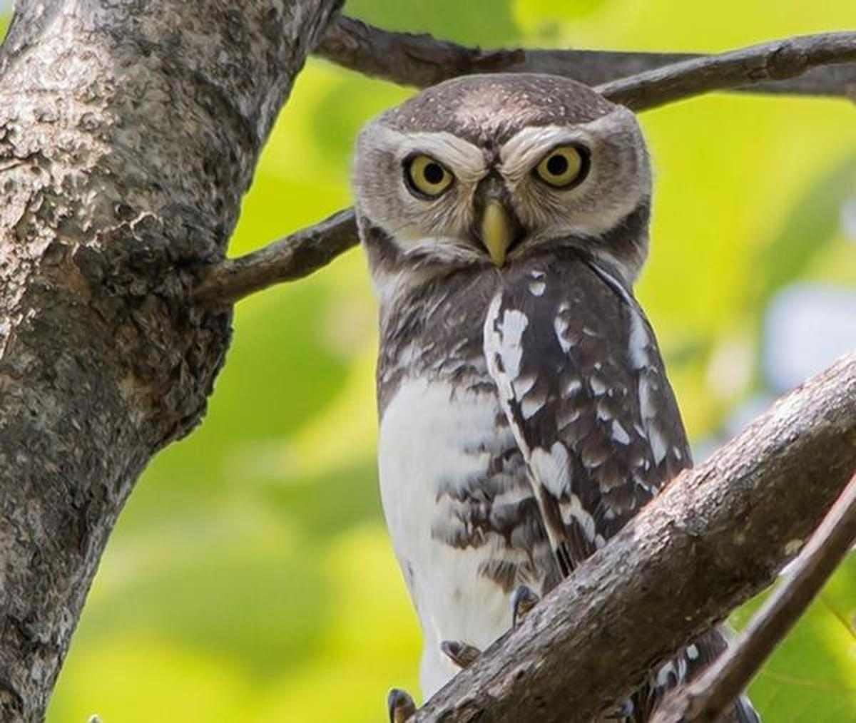 Sighting of rare, endangered forest owlet