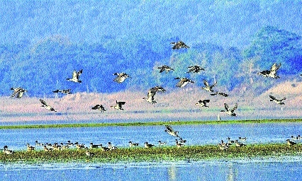 Migragtoy birds at a water body in Gondia district