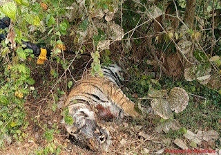 Carcasses of tiger tigress 