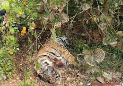 Carcasses of tiger, tigress found in two days in Jaysinghnagar Forest Range
