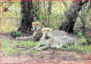 8 cheetahs