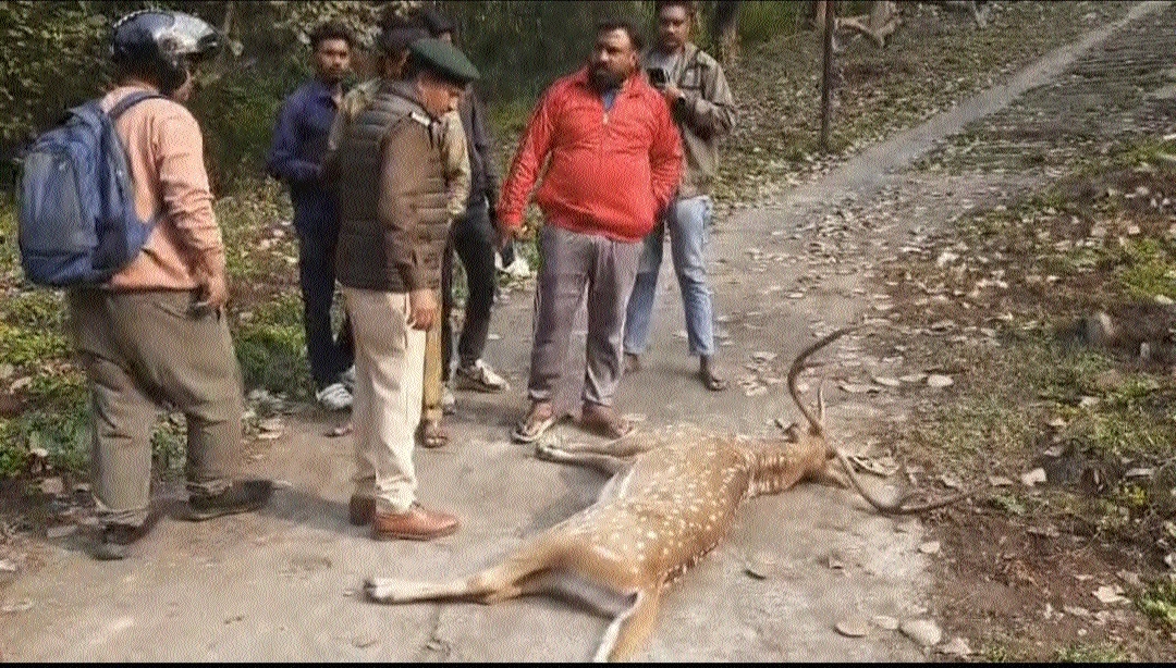 Swamp Deer dies