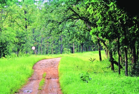 CM launches ‘Green Maharashtra Mission’, State to plant 300 cr trees in next 5 yrs