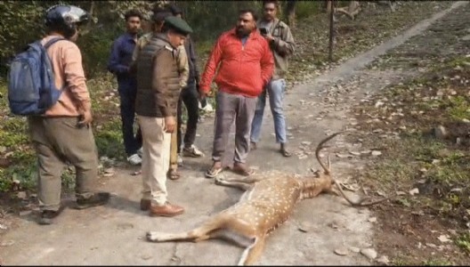 Swamp Deer dies after being hit by two-wheeler