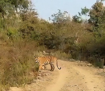 Tiger sighting near Adani Power Plant in Butibori triggers panic