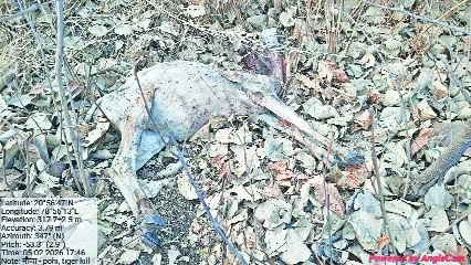 The carcass of the cow in Butibori forest reserve