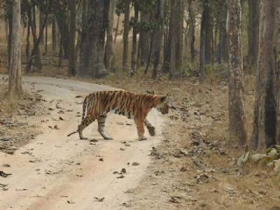 Tourists elated after sighting ‘Langdi Tigress’ in Karmajhiri Range