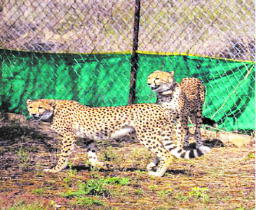 9 cheetahs from Botswana released into Kuno National Park