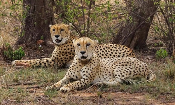 India’s cheetah