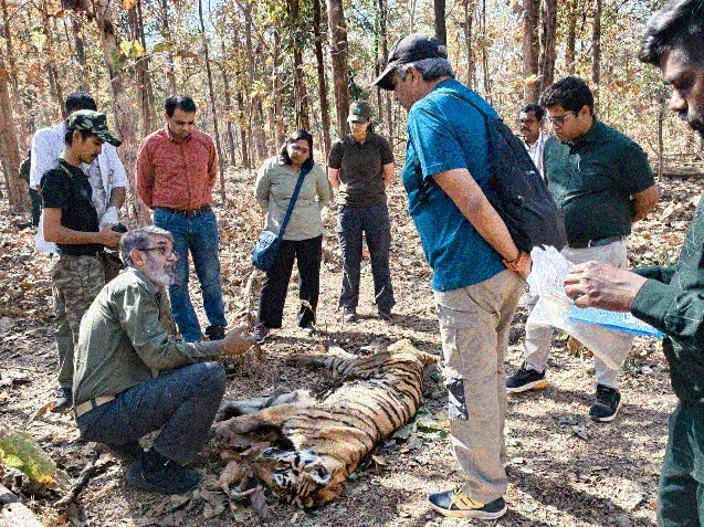 Pench’s iconic tigress 