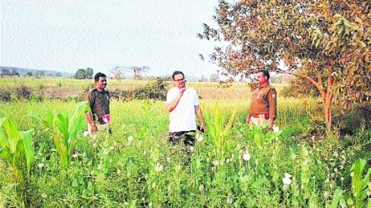 Illegal opium cultivation hidden under wheat crops; over 7,890 kg seized