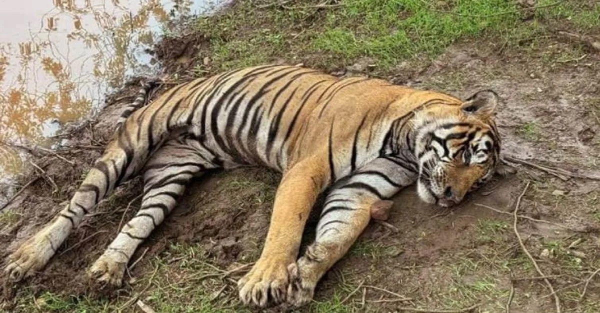 101 of 180 tiger deaths