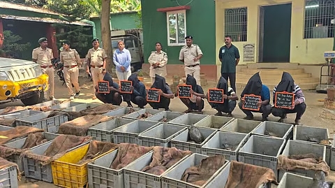 631 live tortoises seized