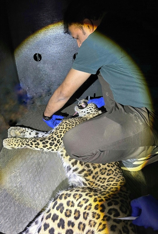 Injured leopardess rescued