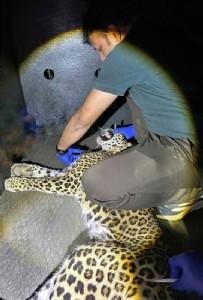 Injured leopardess rescued from Agarwada beat