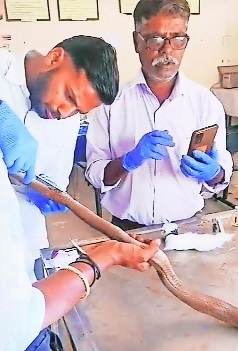 cobra being operated upon at District Animal Husbandry Hospital 