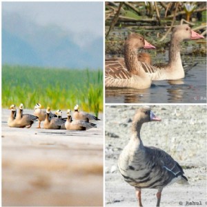 Rare ‘Bird Milestone’, Bilaspur records 3 Goose Species in single winter