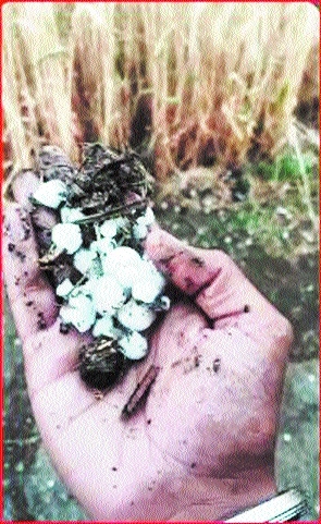 hail put farmers in big trou