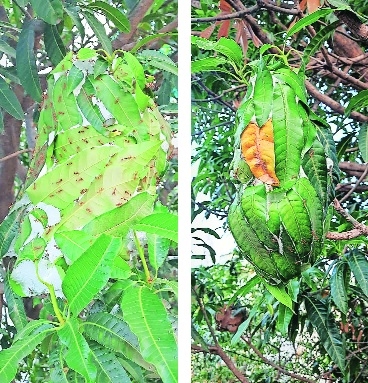 Weaver-ants season begins