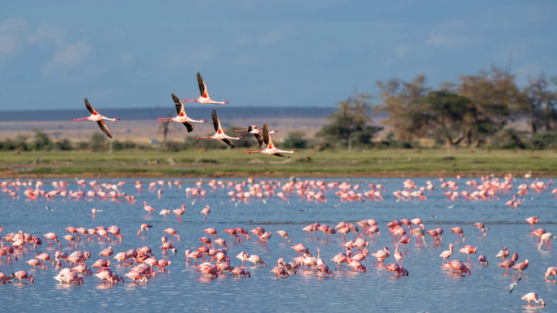 Flamingo habitats face decline due to toxic wetlands