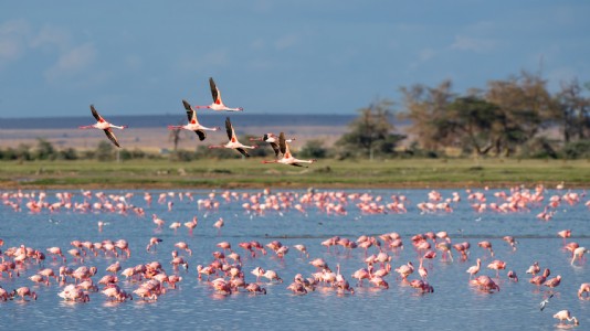 Flamingo habitats face decline due to toxic wetlands