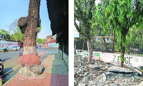 NMC launches third phase of de-choking of trees
