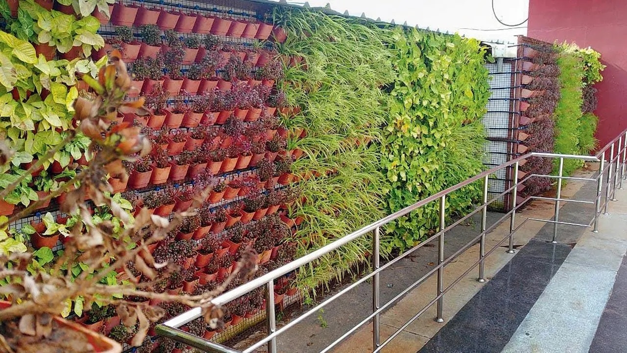 NMC spends Rs 4point54 crore on 15 vertical gardens