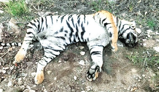 STR: Five arrested for poisoning radio collared tiger