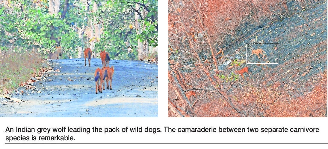 Partners Melghat records extraordinary story of co-existence 