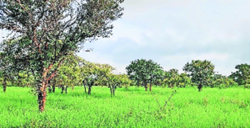 Nagpur Forest Divn developing meadows 