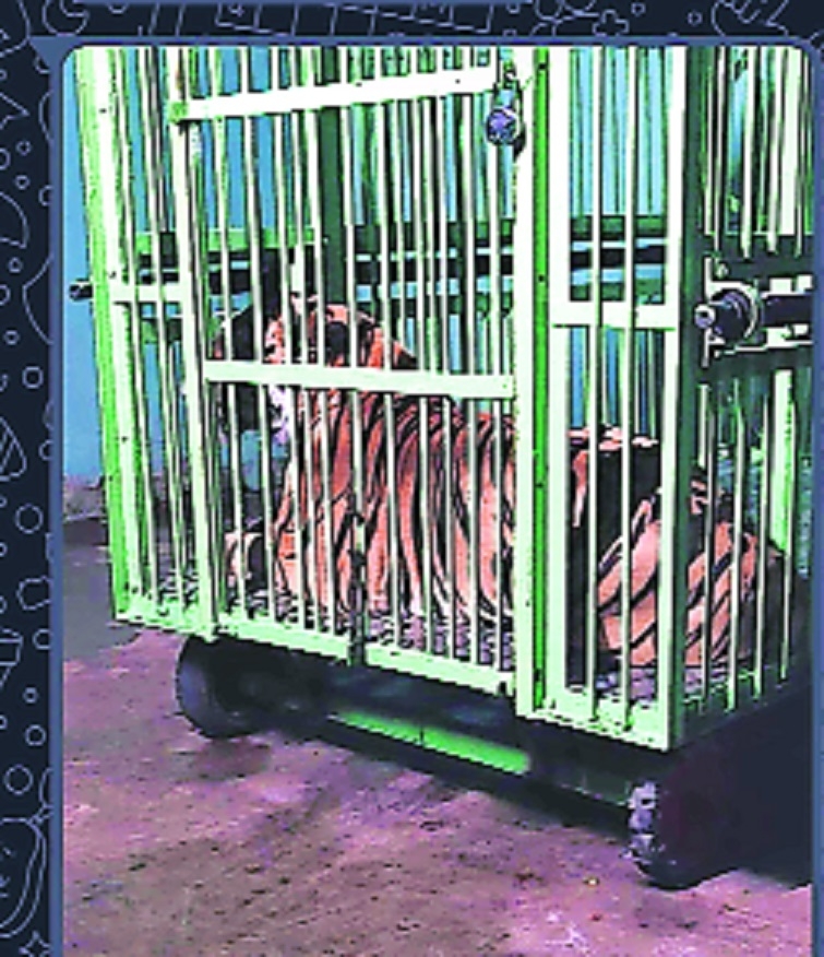 The captured tiger near Parseoni