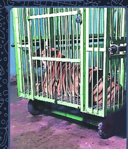 After 2 kills, trouble tiger captured post month-long operation