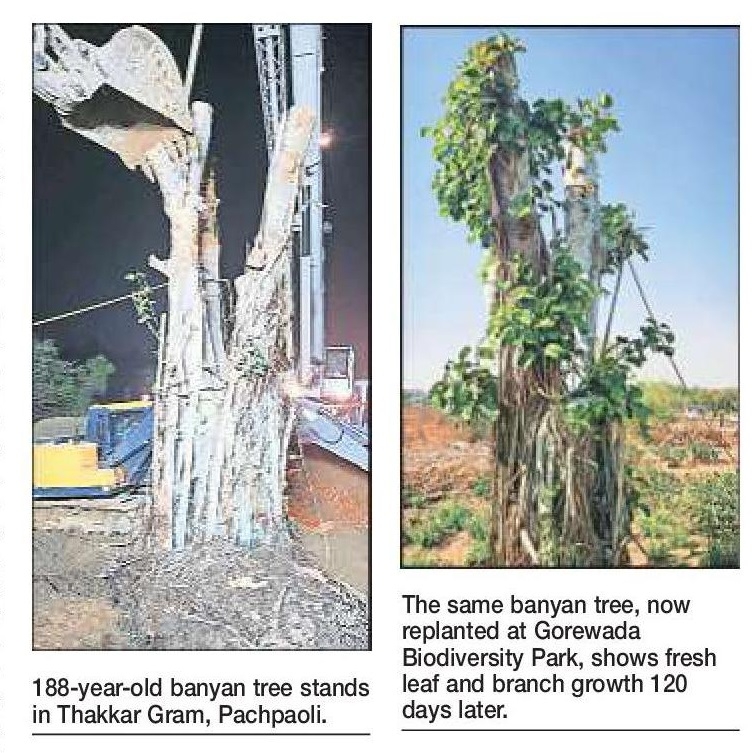 188-yr-old banyan shows rapid leaf devpt