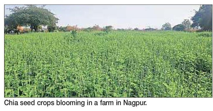 Chia seed farming gains ground in