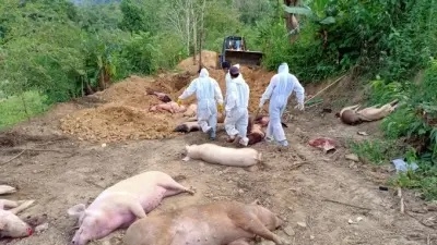 African Swine Fever confirmed in Durg