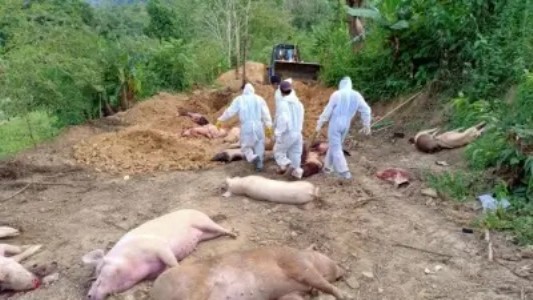 African Swine Fever confirmed in Durg, Mudpar declared infected zone