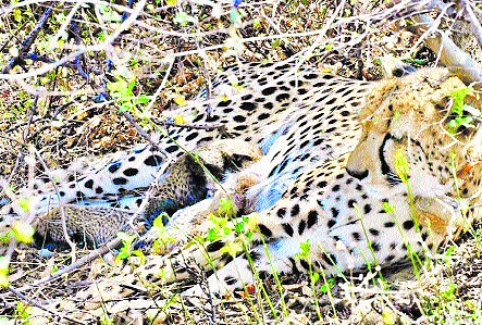 Four new cheetah cubs