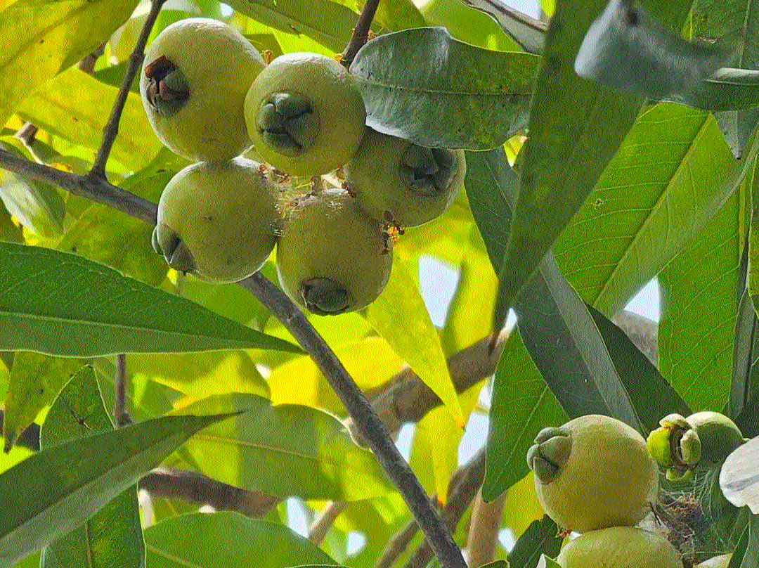 Sweet surprise from nature