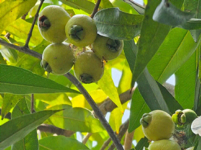 Sweet surprise from nature