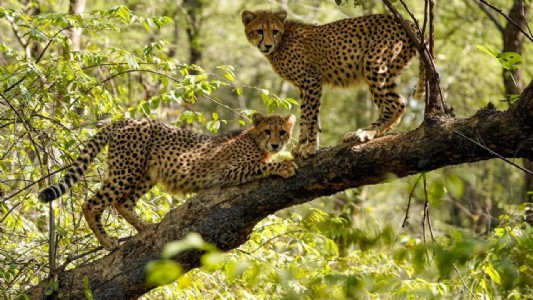 4 cheetahs from S Africa arrive at Bannerghatta Biological Park